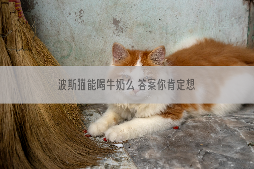 波斯猫能喝牛奶么 答案你肯定想不到