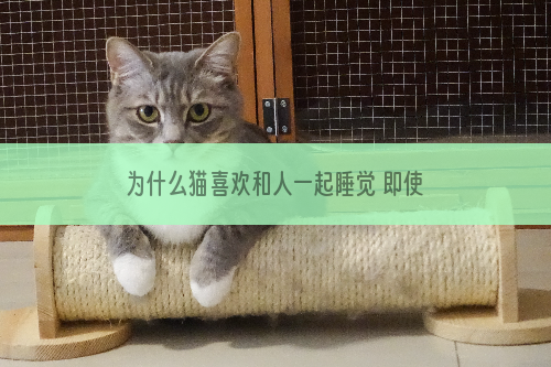 为什么猫喜欢和人一起睡觉 即使保暖也不要这样做！