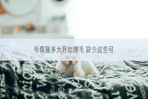 布偶猫多大开始爆毛 缺少这些可能延迟爆毛