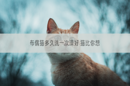 布偶猫多久洗一次澡好 猫比你想象的干净