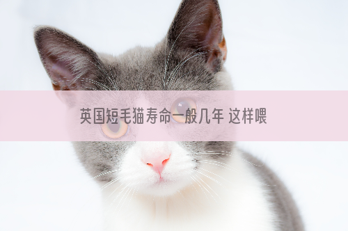 英国短毛猫寿命一般几年 这样喂养活得更久