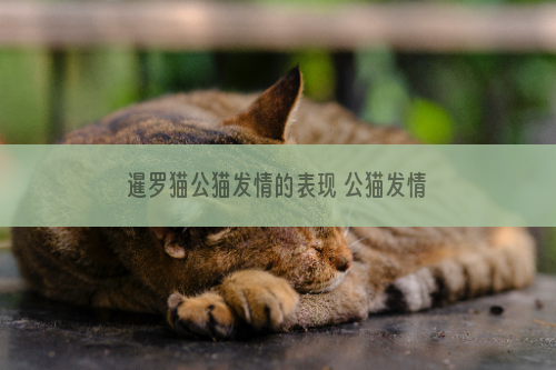 暹罗猫公猫发情的表现 公猫发情期间不要让它随便出门！