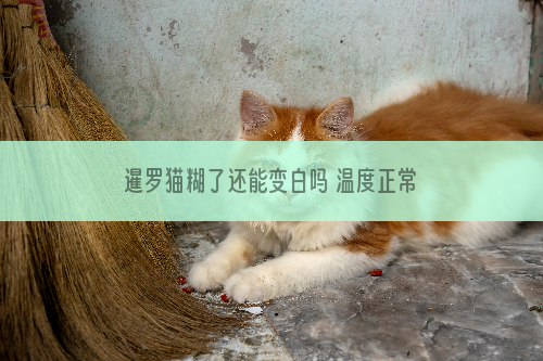 暹罗猫糊了还能变白吗 温度正常就好了