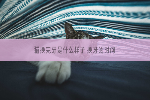 猫换完牙是什么样子 换牙的时间你知道吗？