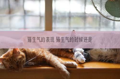 猫生气的表现 猫生气的时候还是很可怕的！