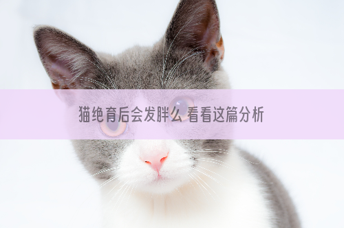 猫绝育后会发胖么 看看这篇分析！