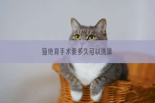 猫绝育手术要多久可以洗澡