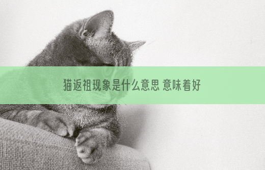 猫返祖现象是什么意思 意味着好还是坏？