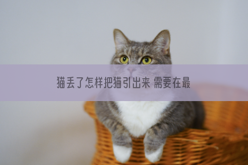 猫丢了怎样把猫引出来 需要在最佳的时间将猫咪找回！