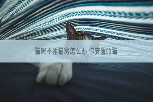 猫咪不睡猫窝怎么办 你安置的猫窝够有趣够舒服吗？