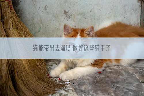 猫能带出去溜吗 做好这些猫主子也能带出门！