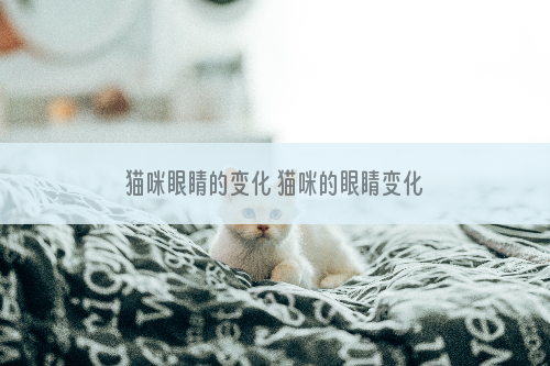 猫咪眼睛的变化 猫咪的眼睛变化原则你都知道了吗？