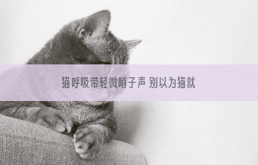 猫呼吸带轻微哨子声 别以为猫就可以不用管