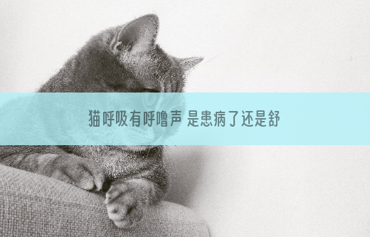 猫呼吸有呼噜声 是患病了还是舒服的表现？