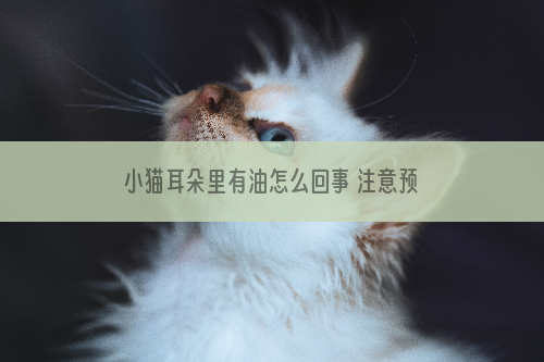 小猫耳朵里有油怎么回事 注意预防耳螨！