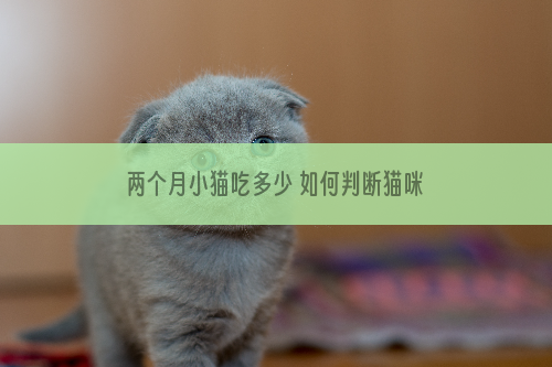 两个月小猫吃多少 如何判断猫咪吃饱了没有？