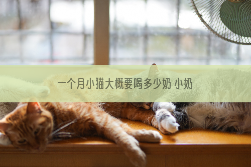 一个月小猫大概要喝多少奶 小奶猫这样才能养活