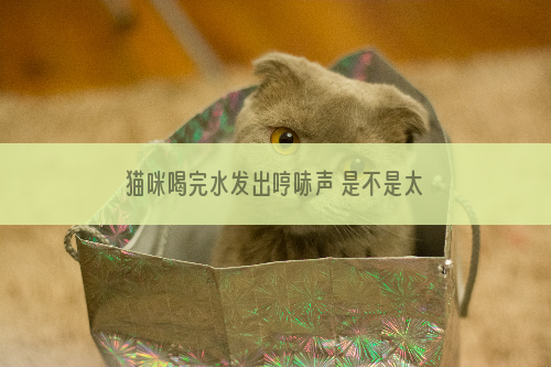 猫咪喝完水发出哼哧声 是不是太急呛到了