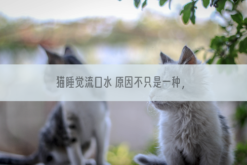 猫睡觉流口水 原因不只是一种，需要判断一下！