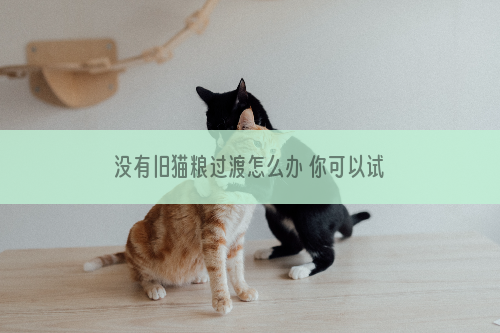 没有旧猫粮过渡怎么办 你可以试试这招