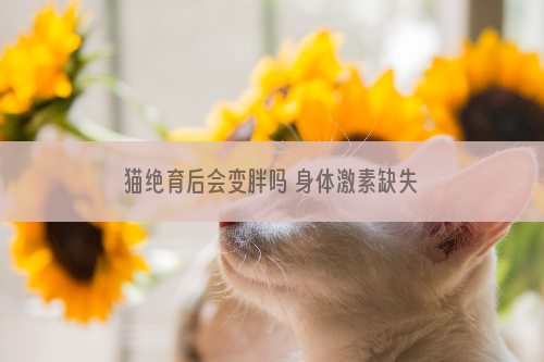 猫绝育后会变胖吗 身体激素缺失造成的