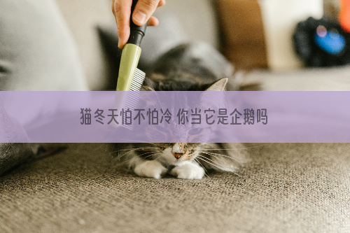 猫冬天怕不怕冷 你当它是企鹅吗？