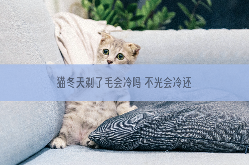 猫冬天剃了毛会冷吗 不光会冷还可能会死！