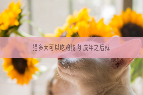 猫多大可以吃鸡胸肉 成年之后就可以吃了