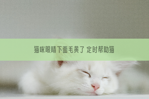 猫咪眼睛下面毛黄了 定时帮助猫咪进行清洁吧！