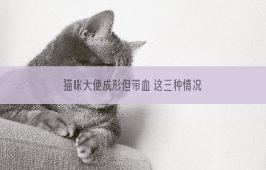 猫咪大便成形但带血 这三种情况都是需要考虑的