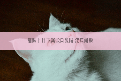 猫咪上吐下泻能自愈吗 疾病问题是不可能自愈的