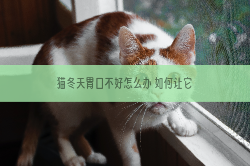 猫冬天胃口不好怎么办 如何让它变回昔日的小馋猫