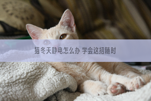 猫冬天静电怎么办 学会这招随时随地放电