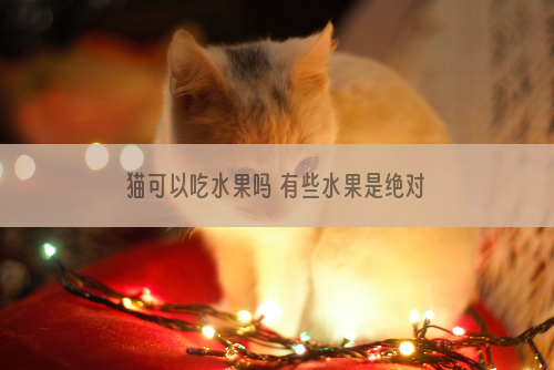 猫可以吃水果吗 有些水果是绝对不可以碰的！