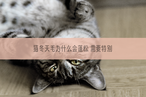 猫冬天毛为什么会蓬松 需要特别护理吗？