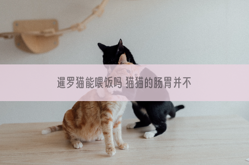 暹罗猫能喂饭吗 猫猫的肠胃并不适合消化碳水哦