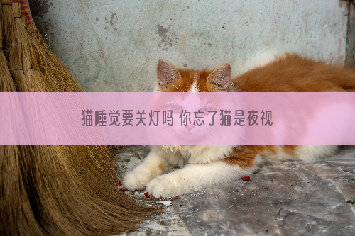 猫睡觉要关灯吗 你忘了猫是夜视动物吗？