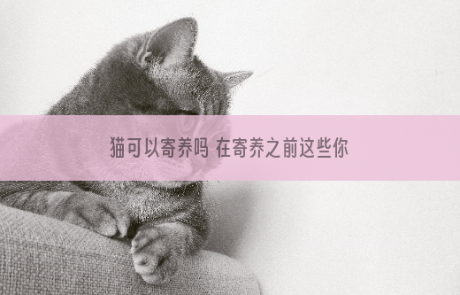 猫可以寄养吗 在寄养之前这些你都考虑到了吗