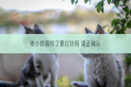被小奶猫咬了要打针吗 请正确认识狂犬病
