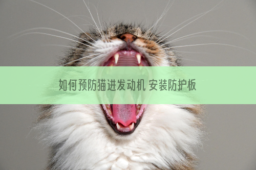 如何预防猫进发动机 安装防护板有用吗？