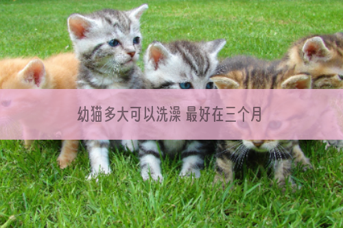 幼猫多大可以洗澡 最好在三个月之后再洗吧！