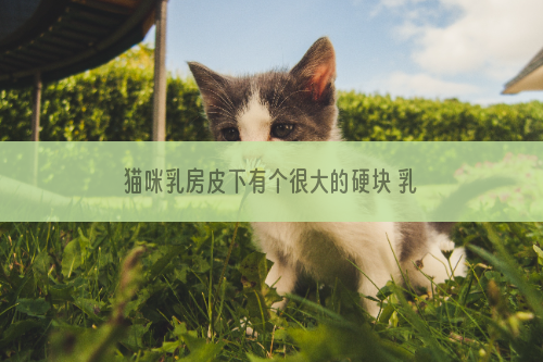 猫咪乳房皮下有个很大的硬块 乳腺问题不容小觑！