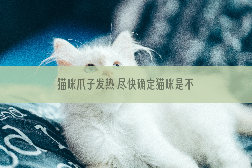 猫咪爪子发热 尽快确定猫咪是不是发烧了
