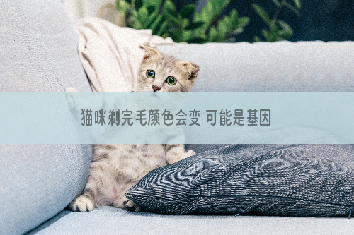 猫咪剃完毛颜色会变 可能是基因的问题，没有大碍！