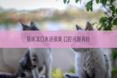 猫咪流口水还很臭 口腔问题真的不容忽视！