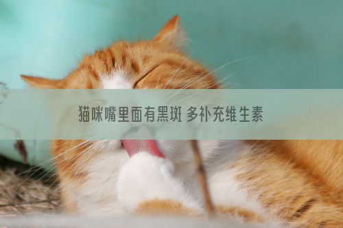 猫咪嘴里面有黑斑 多补充维生素吧！