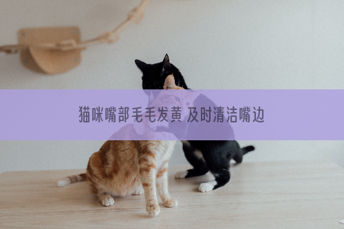 猫咪嘴部毛毛发黄 及时清洁嘴边毛发很关键！