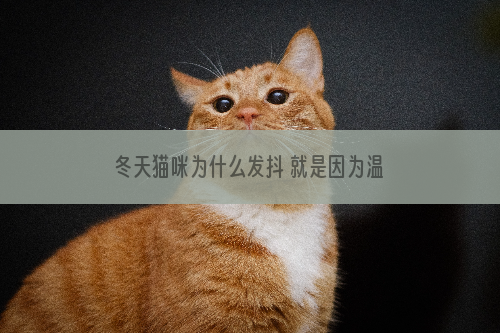 冬天猫咪为什么发抖 就是因为温度太低了呗~