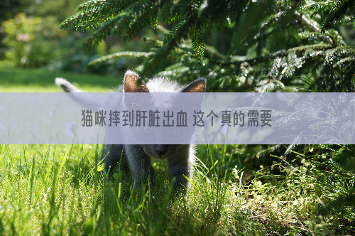 猫咪摔到肝脏出血 这个真的需要多注意一下！