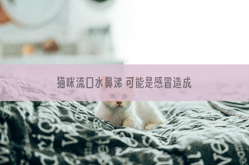 猫咪流口水鼻涕 可能是感冒造成的！